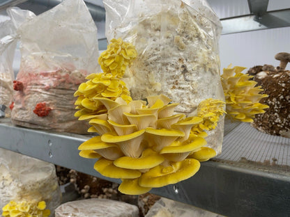 Yellow-Gold Oyster Mushroom Fruiting Block