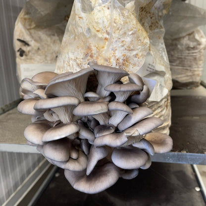 Fruiting Block - Large Pallet