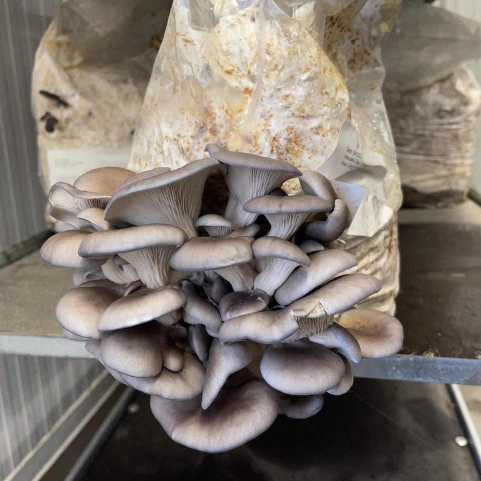 Fruiting Block - Large Pallet