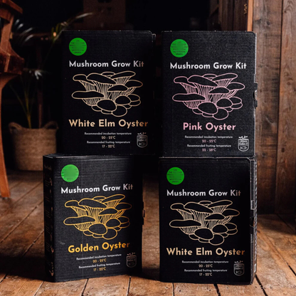 Oyster Mushroom Growing Kit