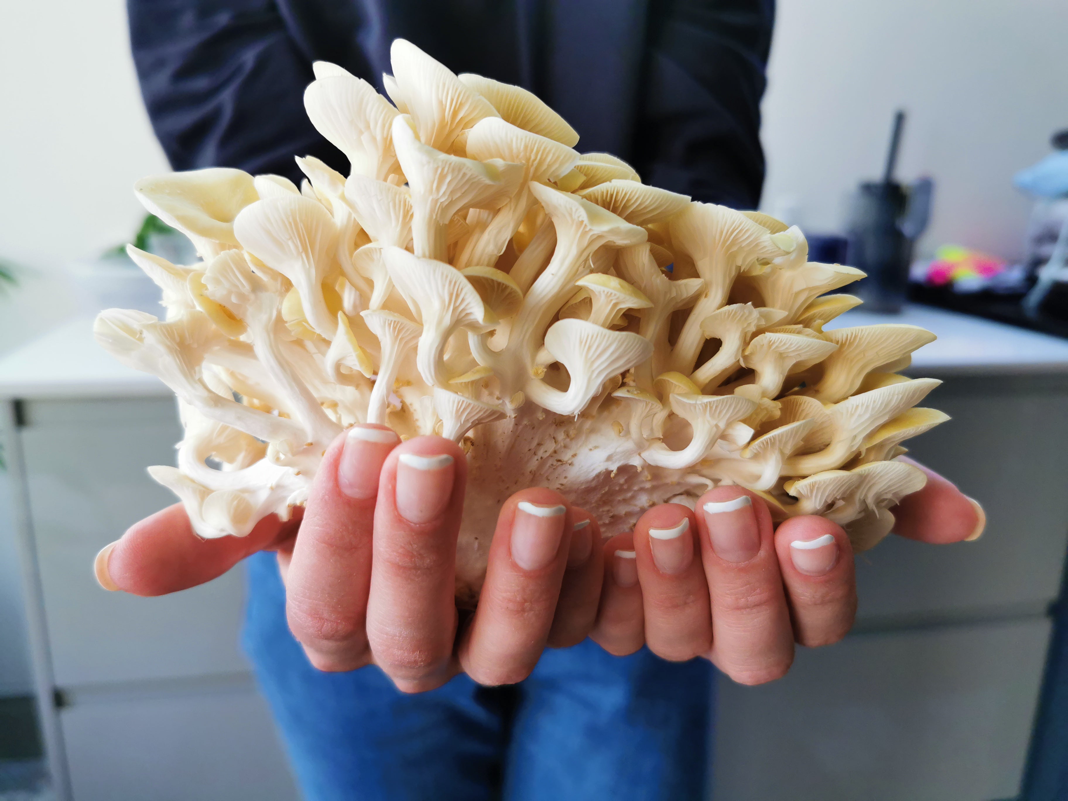 Yellow-Gold Oyster Mushroom Grain Spawn