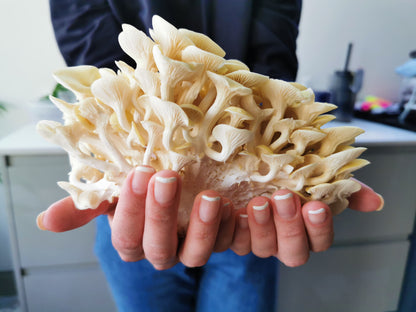 Yellow-Gold Oyster Mushroom Grain Spawn