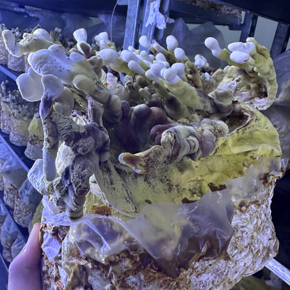 Fruiting Block - Large Pallet