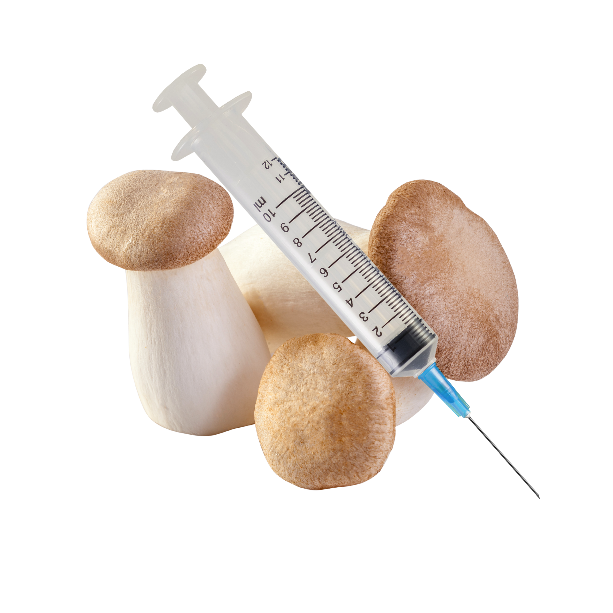 King Oyster Mushroom Liquid Culture