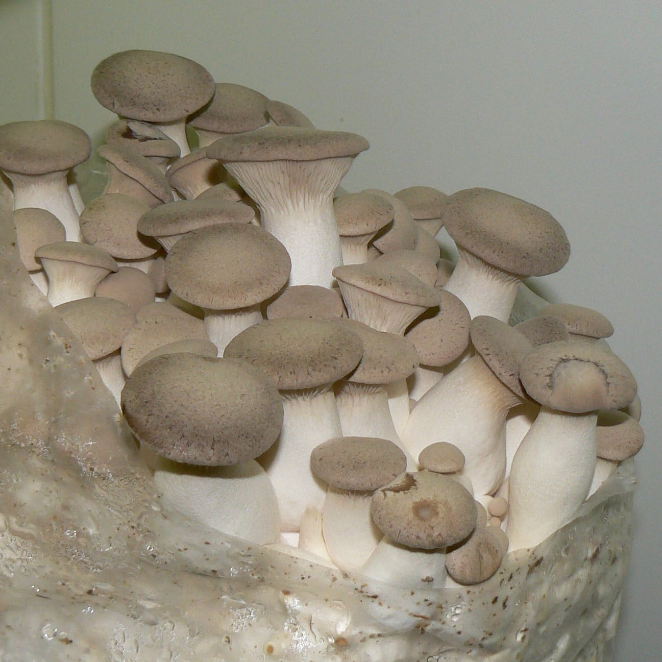 Fruiting Block - Large Pallet