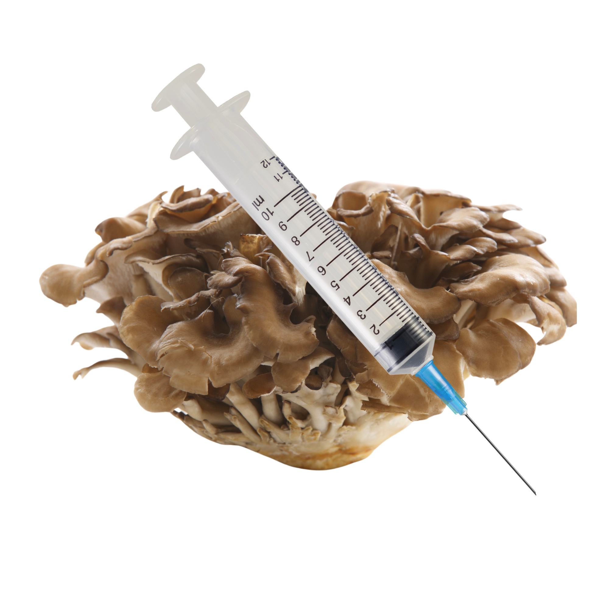 Maitake Mushroom Liquid Culture
