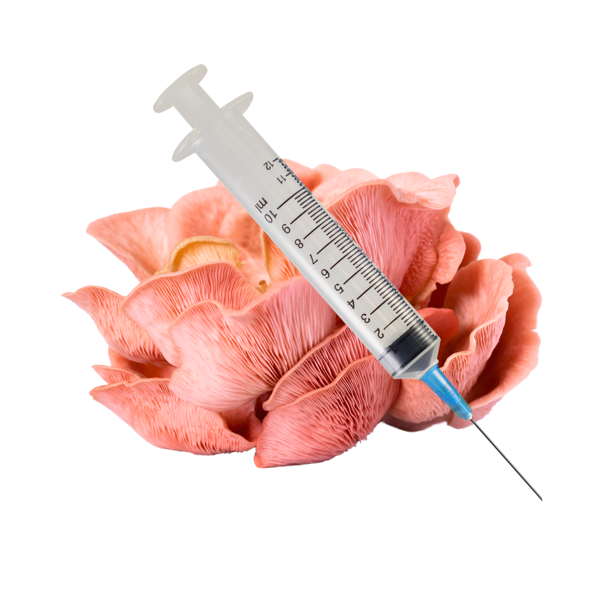 Pink Oyster Mushroom Liquid Culture