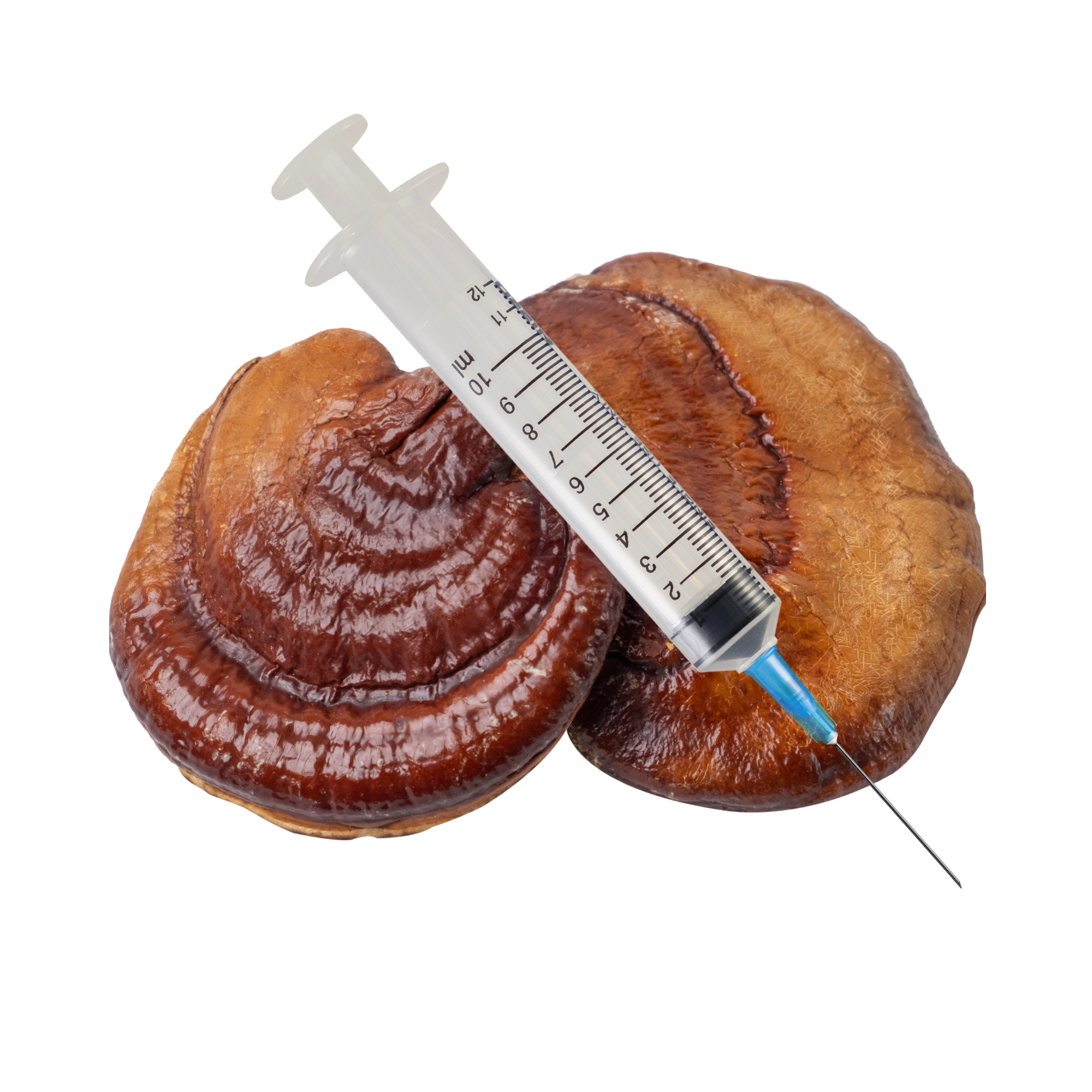 Reishi Mushroom Liquid Culture