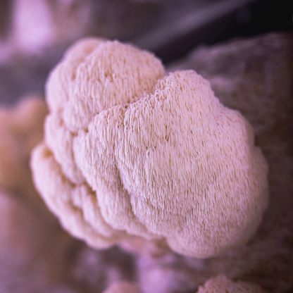 Fresh Lion's Mane B2B