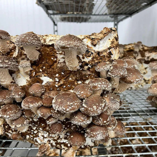 Fruiting Block - Large Pallet