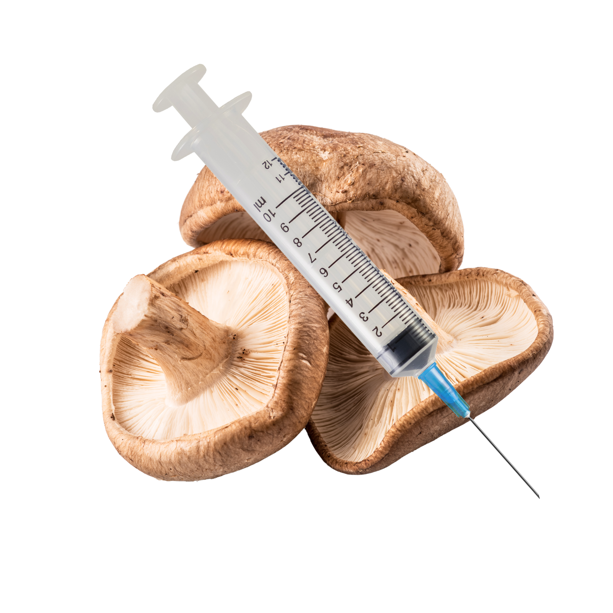 Shiitake Mushroom Liquid Culture