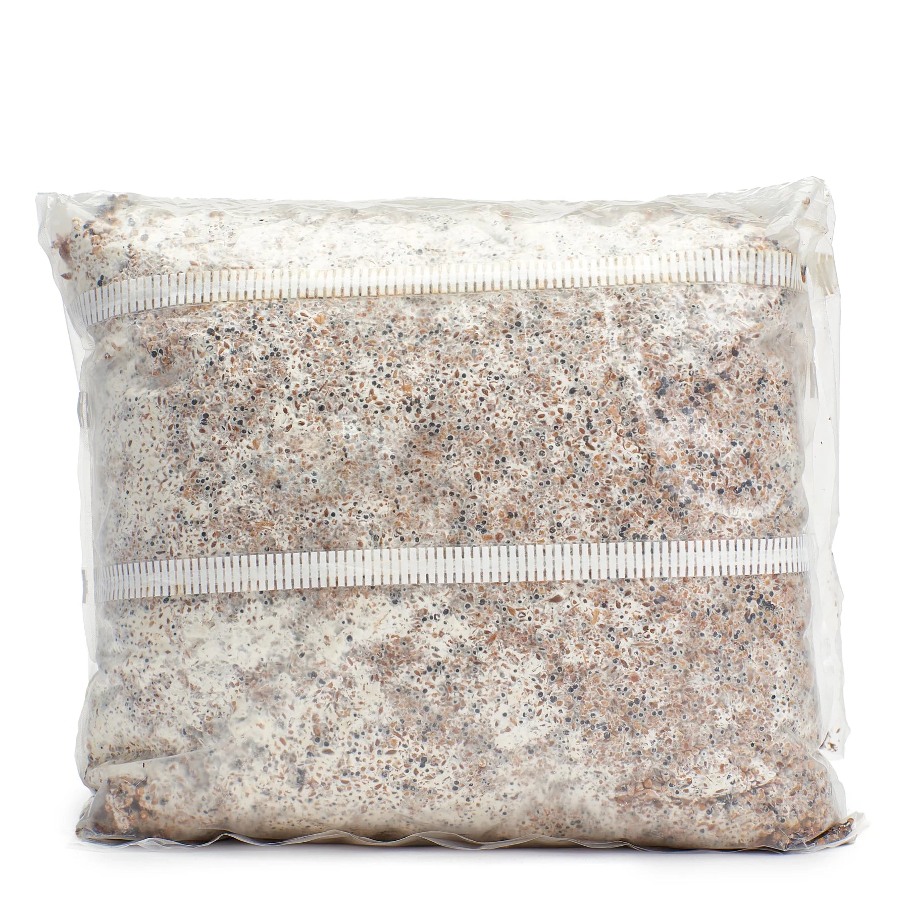 Pink Oyster Mushroom Grain Spawn