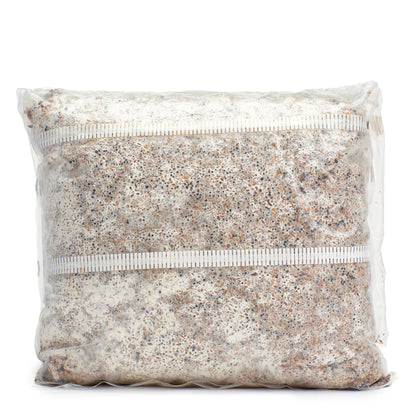 Pink Oyster Mushroom Grain Spawn