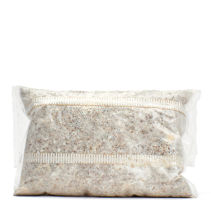 Blue-Grey Oyster Mushroom Grain Spawn