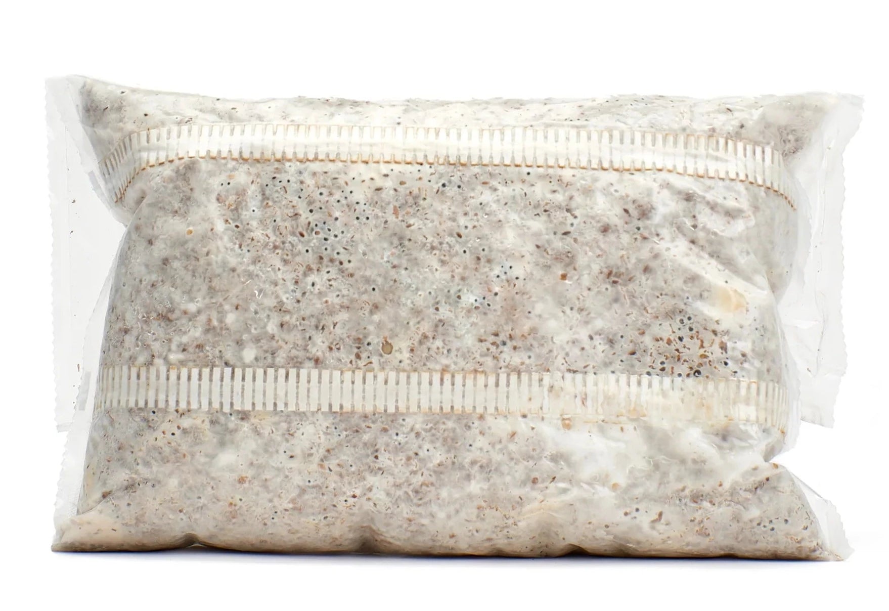 Button Mushroom Grain Spawn