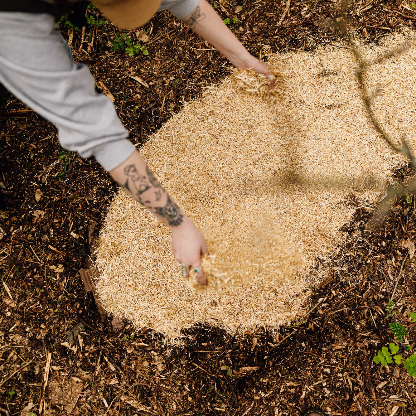 Wine Cap Bed Grow Bundle