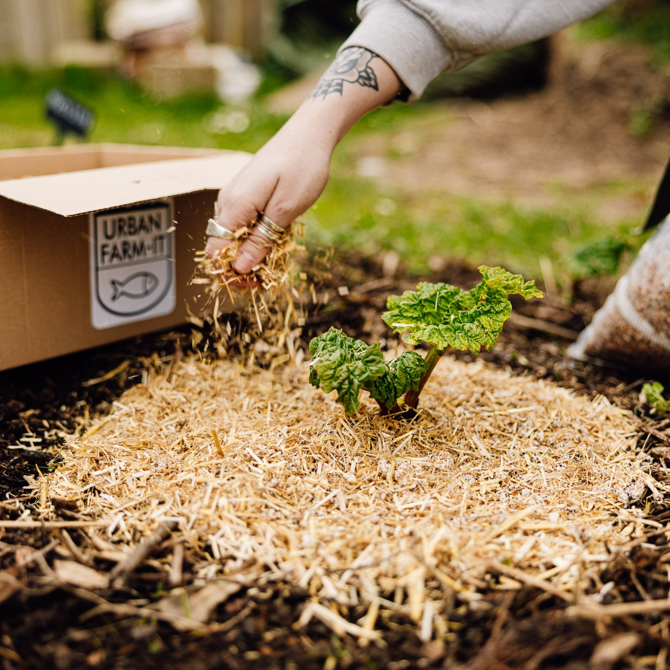 Companion Growing Bundle