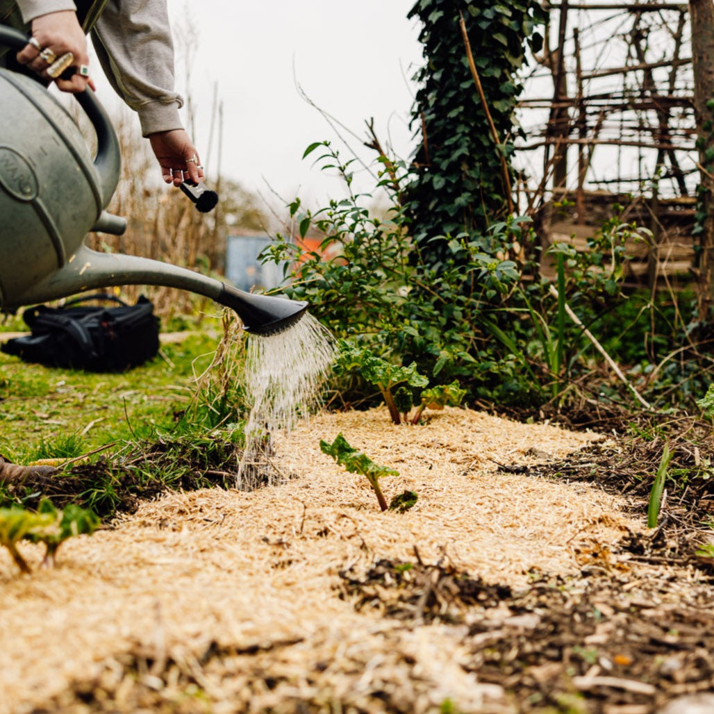 Companion Growing Bundle