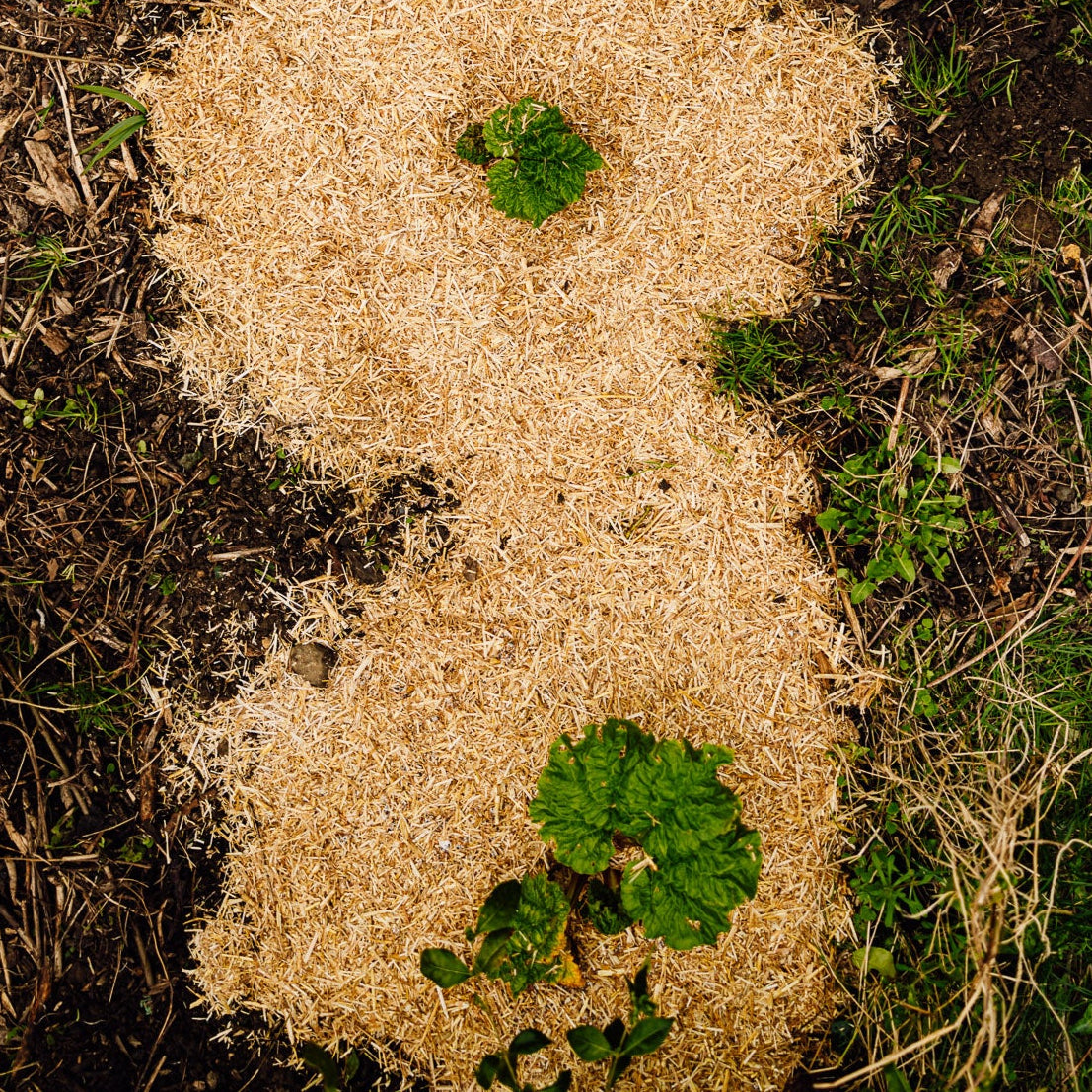 Companion Growing Bundle