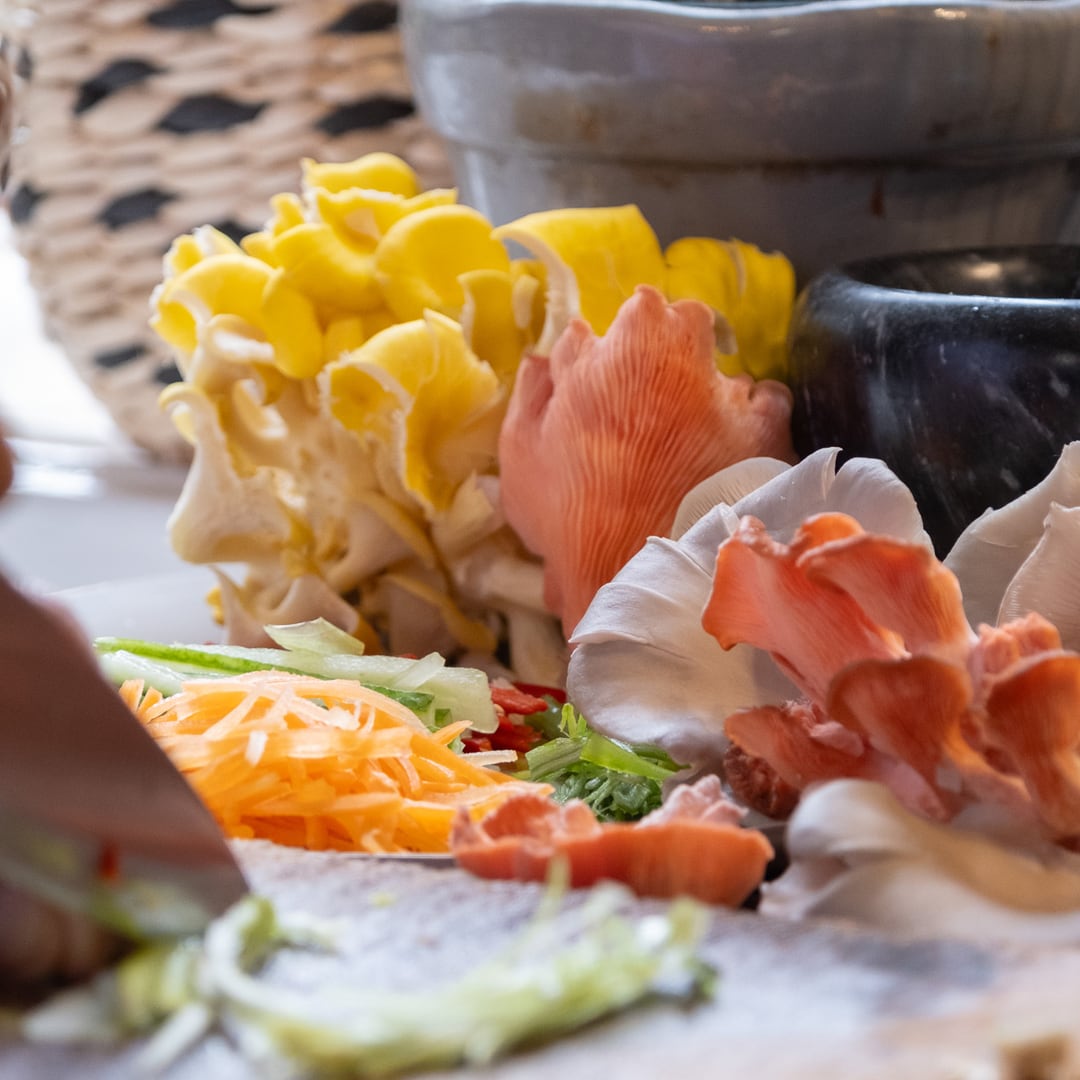 Blue-Grey Oyster Mushroom Growing Kit