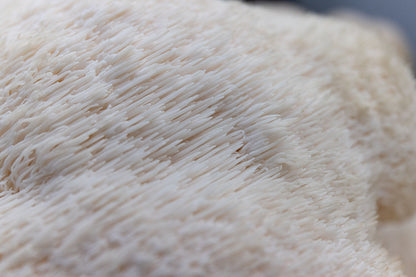 UFI Lion's Mane Punnet