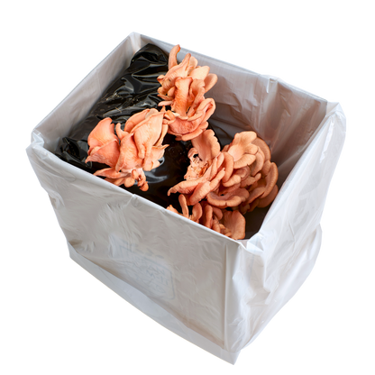 Pink Oyster Mushroom Growing Kit