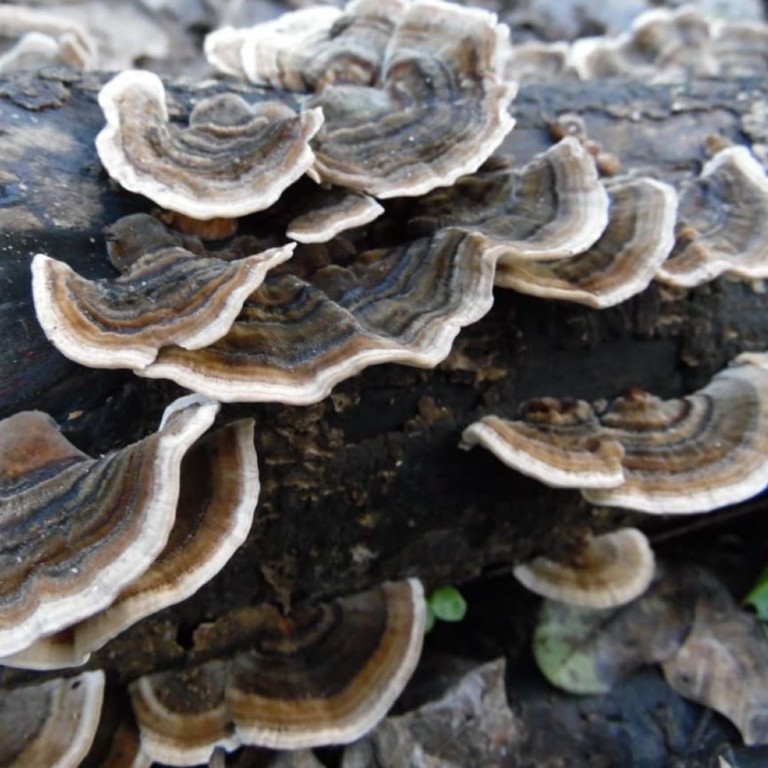 Turkey Tail Mushroom Log Growing Kit