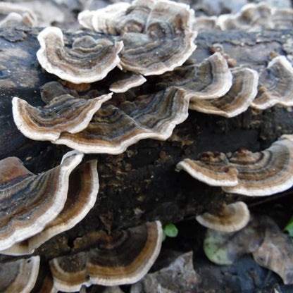 Turkey Tail Mushroom Log Growing Kit