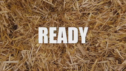 Blue-Grey Oyster Mushroom Growing Kit