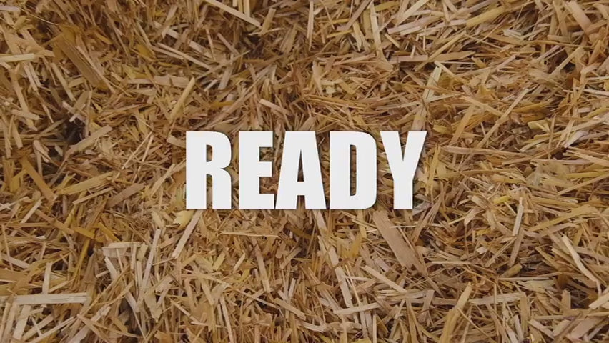 Load video: Blue-Grey Oyster Mushroom Growing Kit