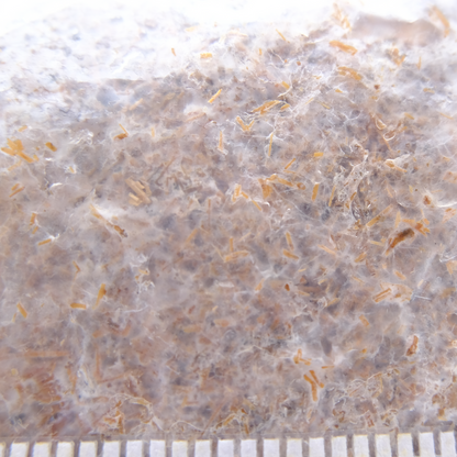 Wine Cap Mushroom Straw Spawn