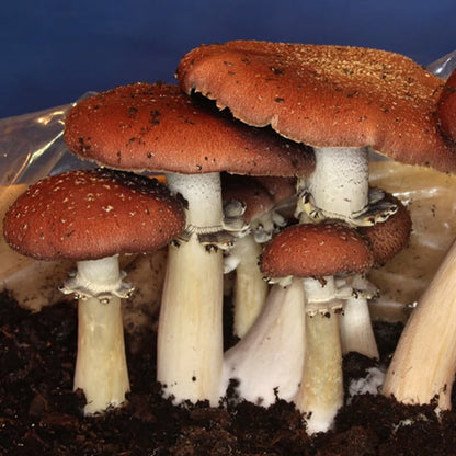 wine cap mushroom straw spawn