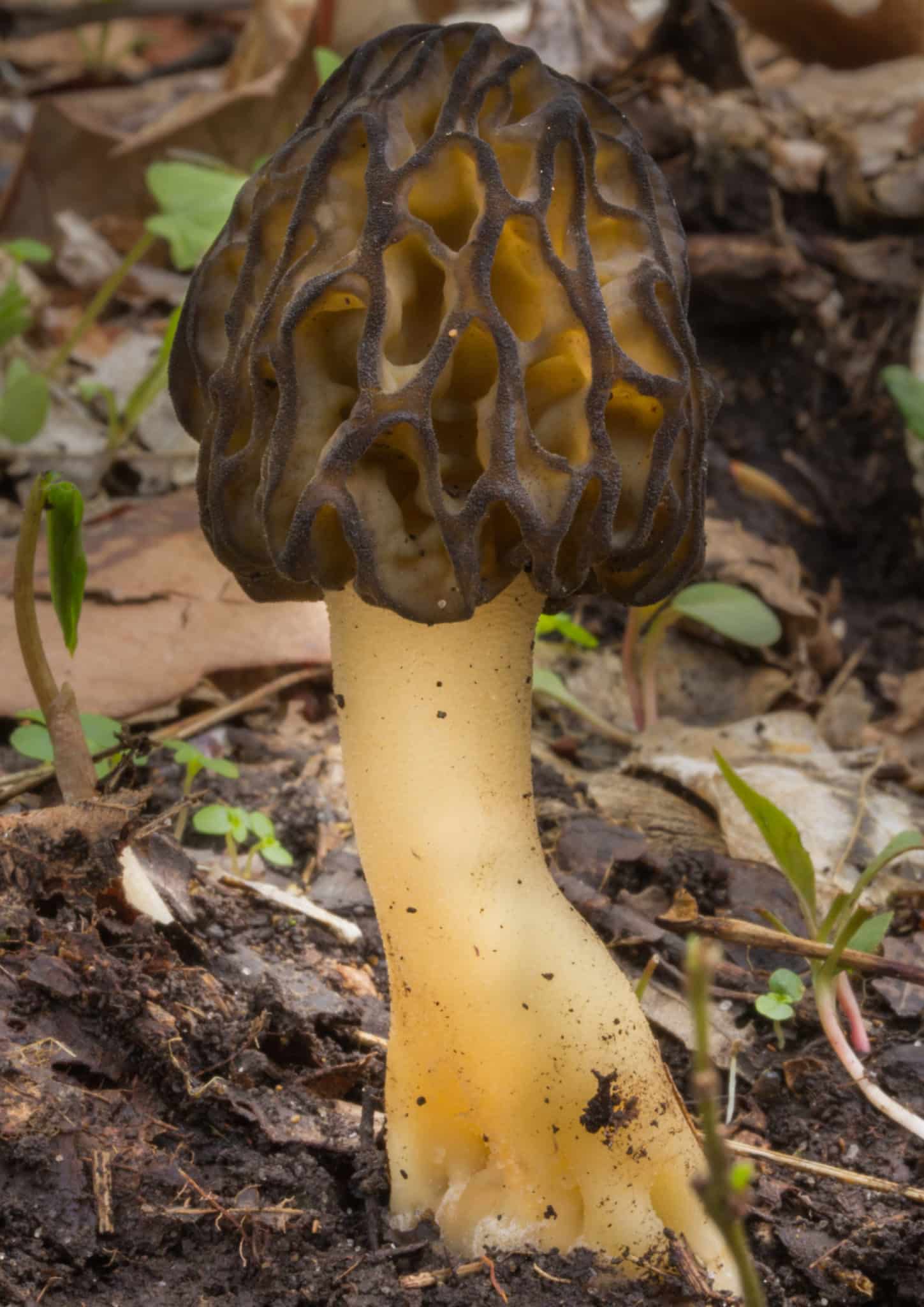 M10100 Morchella angusticeps - Spawn - 5L bag