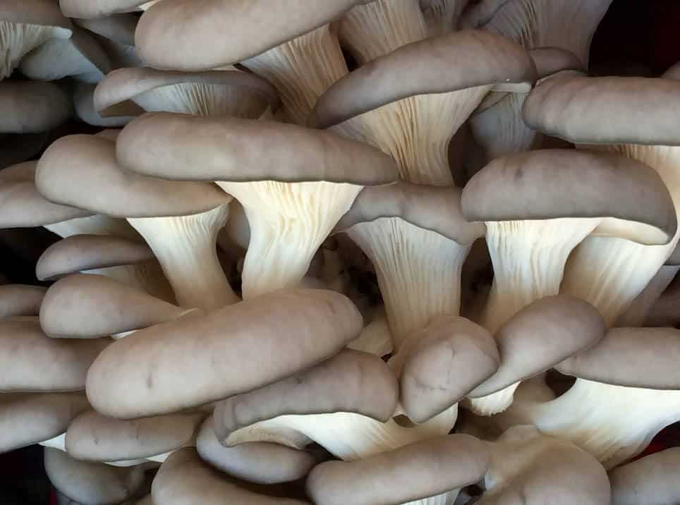M2345 Pleurotus sajor-caju - Spawn - 5L bag