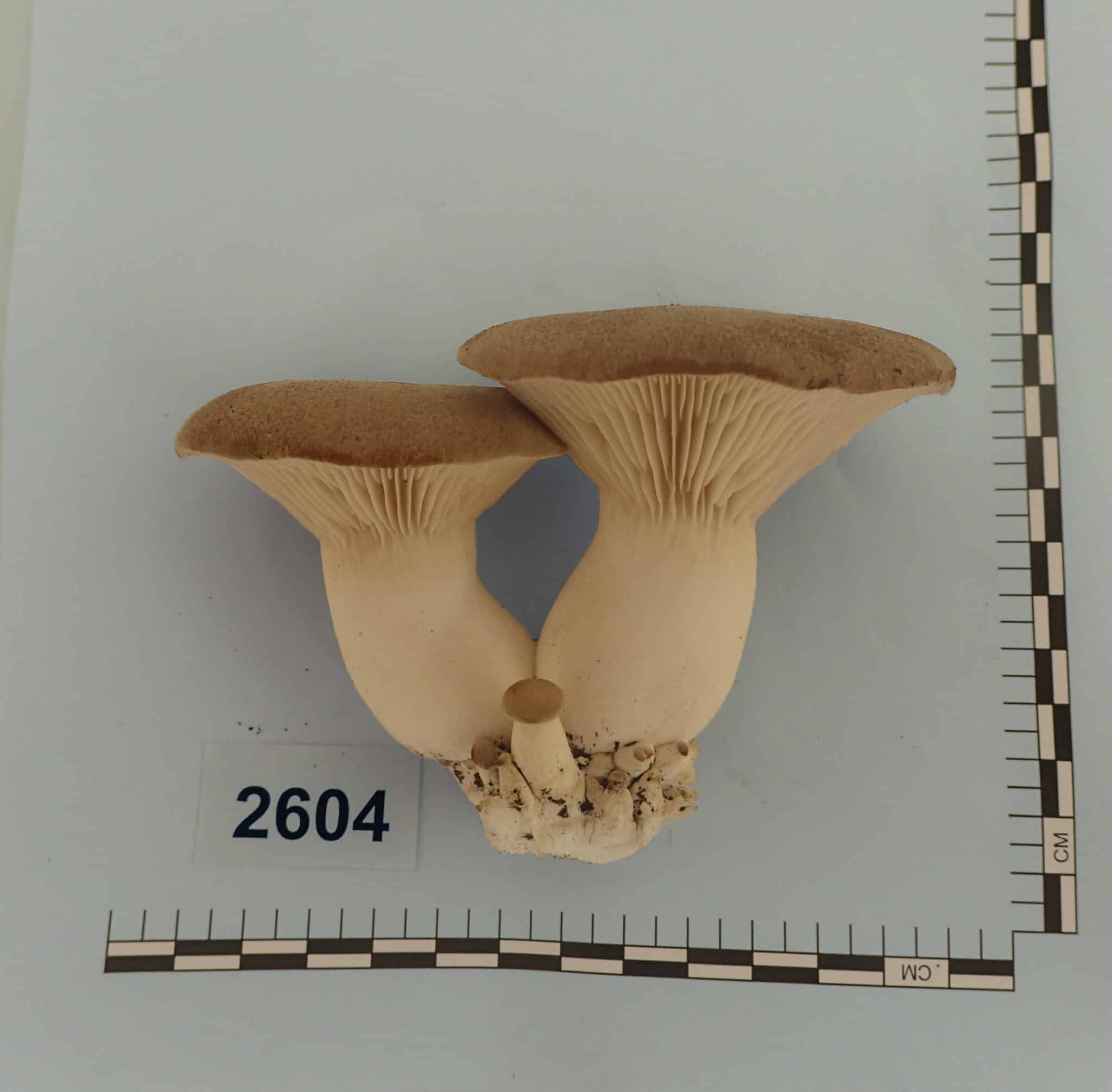 M2604 Pleurotus eryngii - Spawn - 5L bag