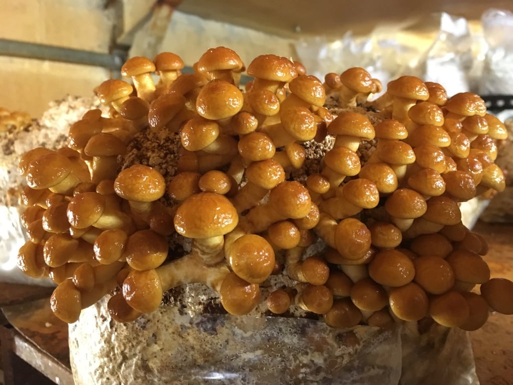 M4190 Pholiota nameko - Spawn - 1L bag