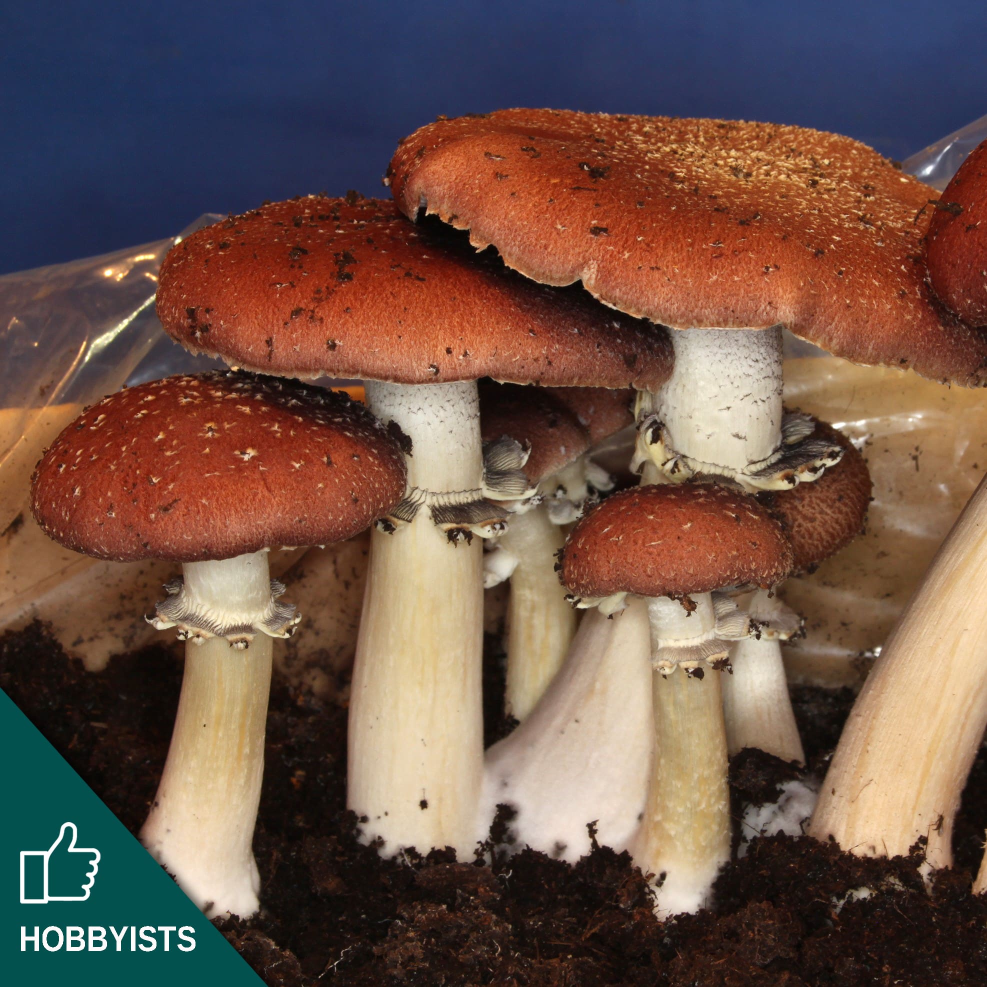 M5012 Stropharia rugoso-annulata - Spawn - 1L bag