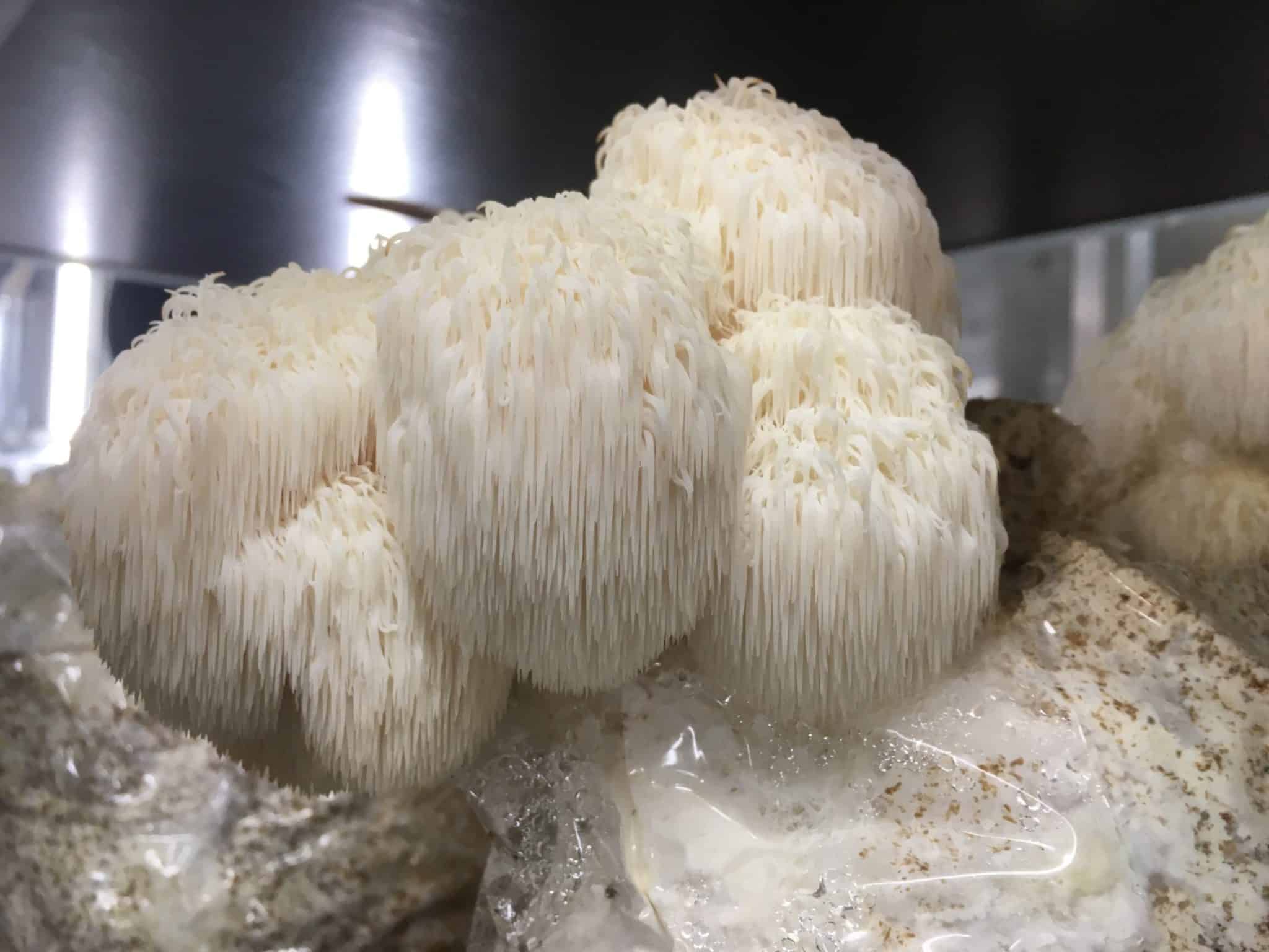 M9521 Hericium erinaceus - Spawn - 5L bag