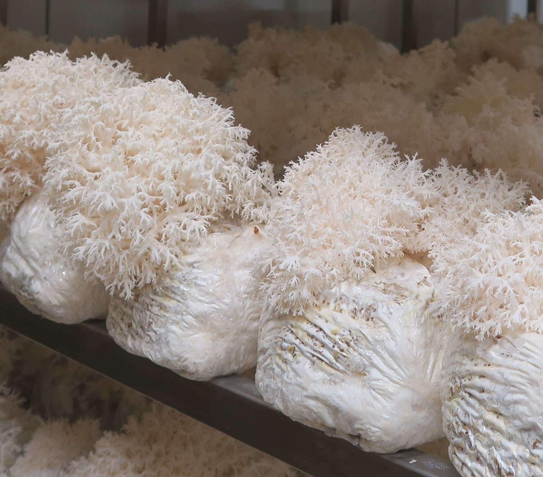 M9530 Hericium coralloides - Spawn - 5L bag