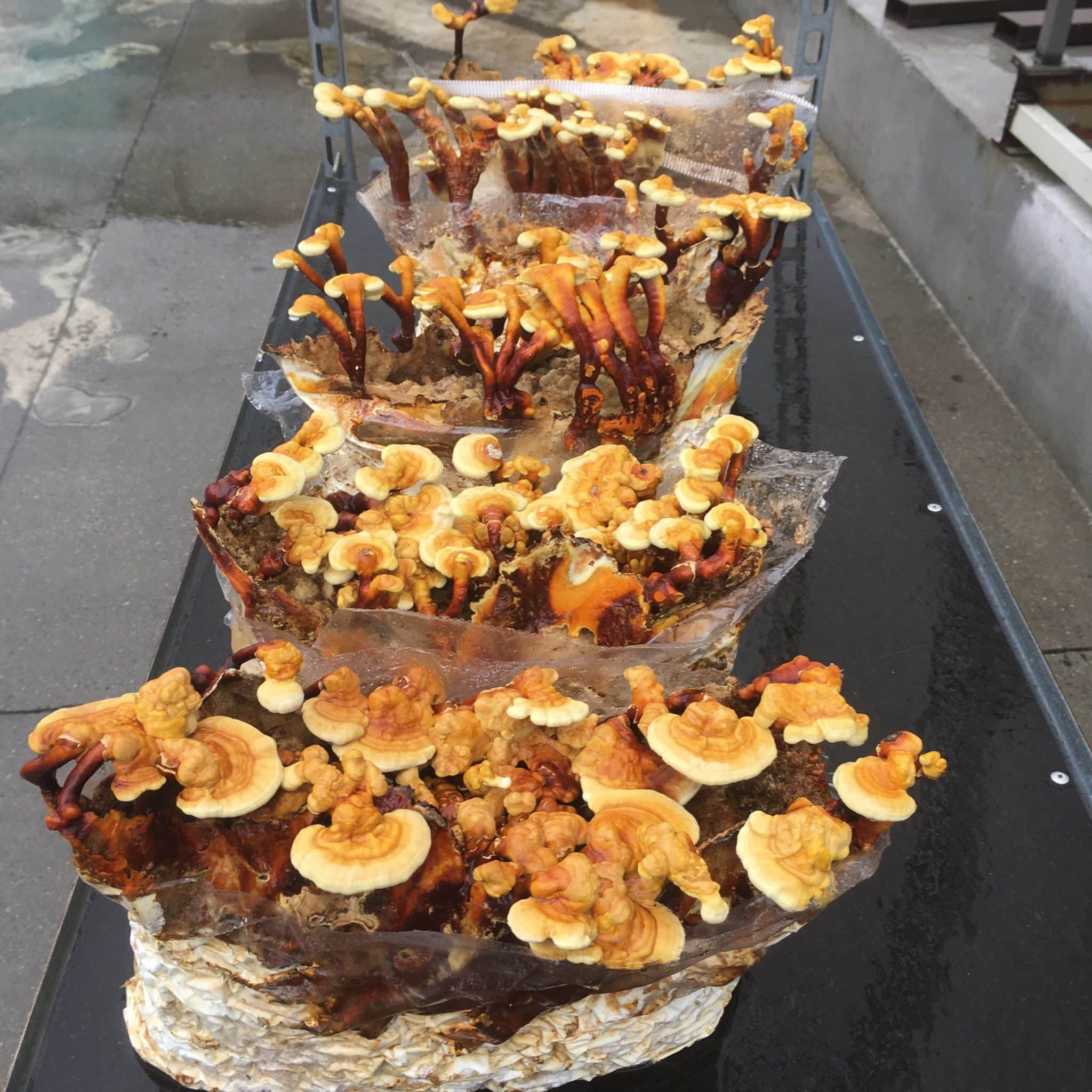 M9724 Ganoderma lingzhi - Wood plugs - 1000 pcs