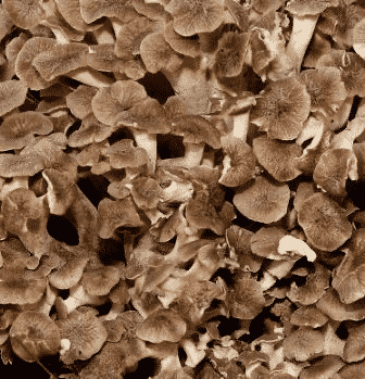 M9832 Grifola umbellata - Spawn - 5L bag