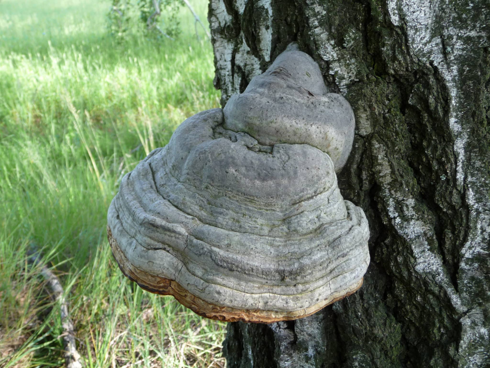 M9740 Fomes fomentarius - Spawn - 5L bag