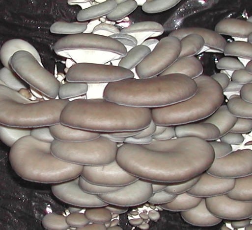 M2175 Pleurotus ostreatus - Spawn - 5L bag