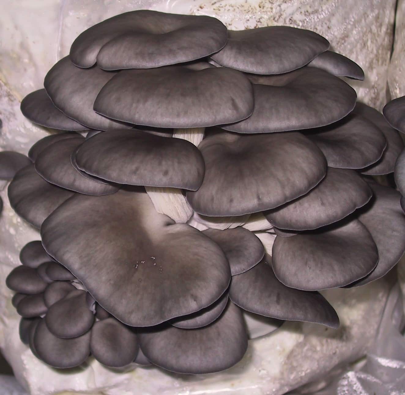 M2181 Pleurotus ostreatus - Spawn - 5L bag