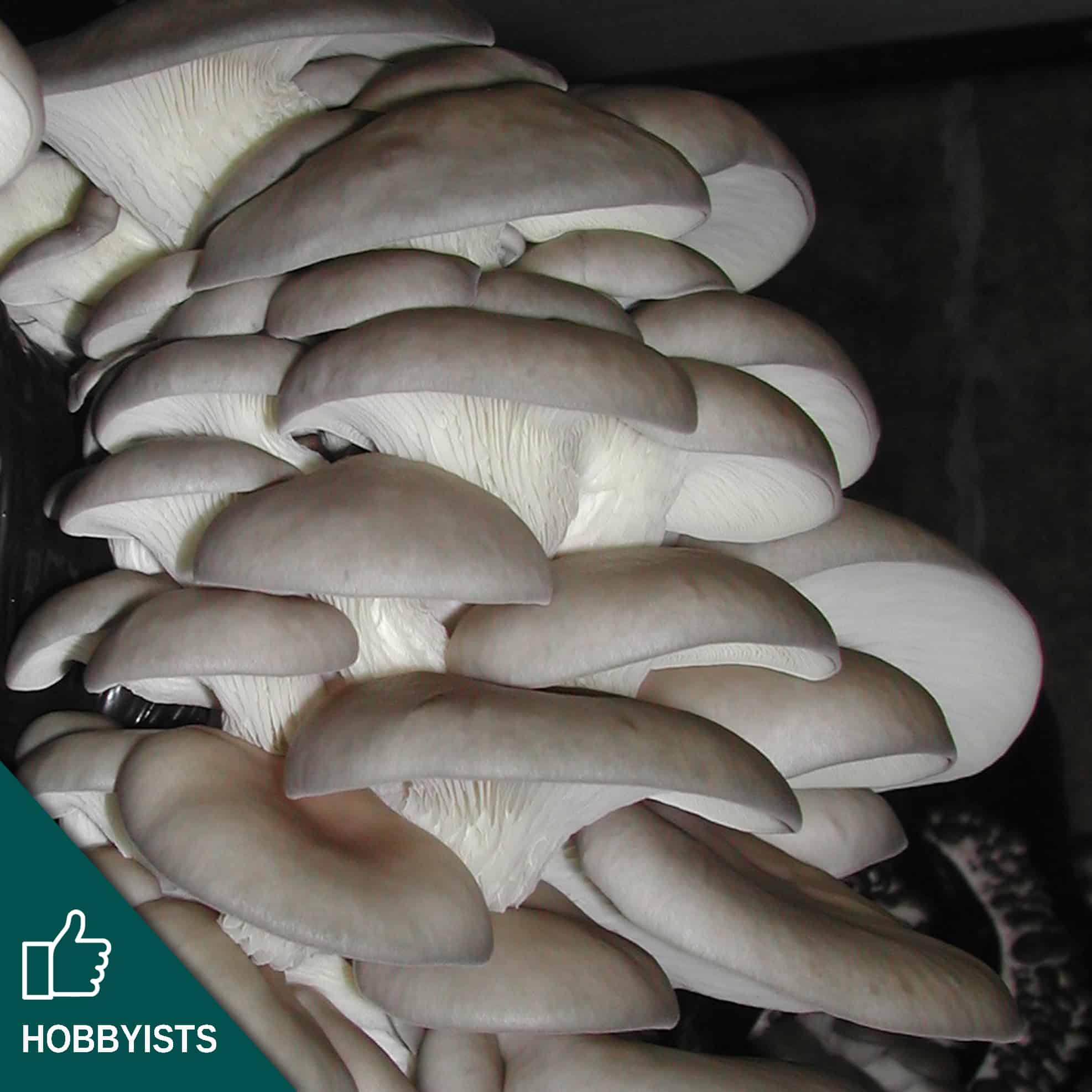 M2191 Pleurotus ostreatus - Spawn - 5L bag