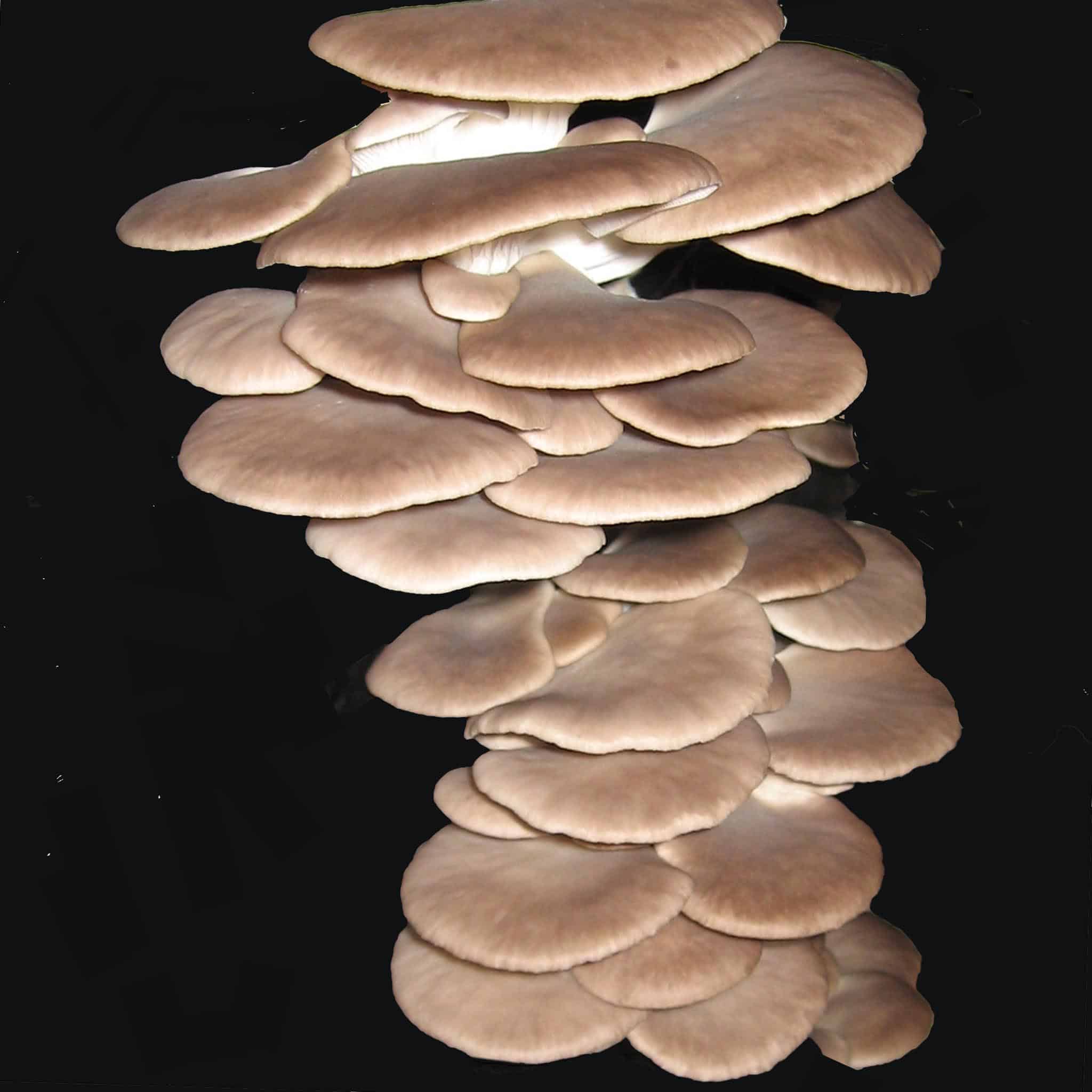 M2204 Pleurotus pulmonarius - Spawn - 5L bag