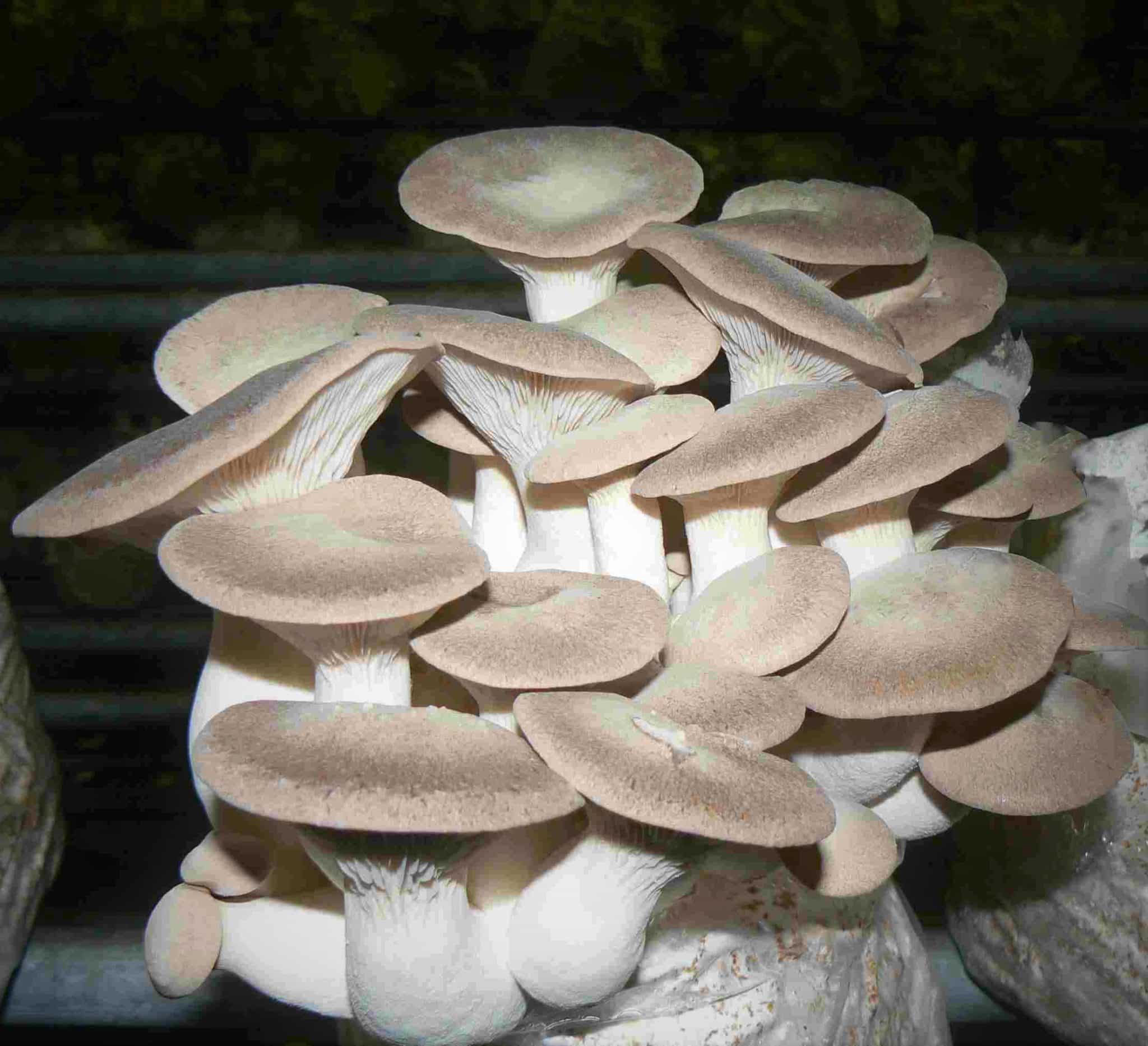 M2600 Pleurotus eryngii - Spawn - 5L bag