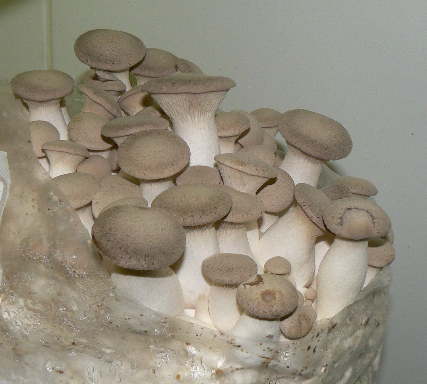 M2603 Pleurotus eryngii - Spawn - 1L bag