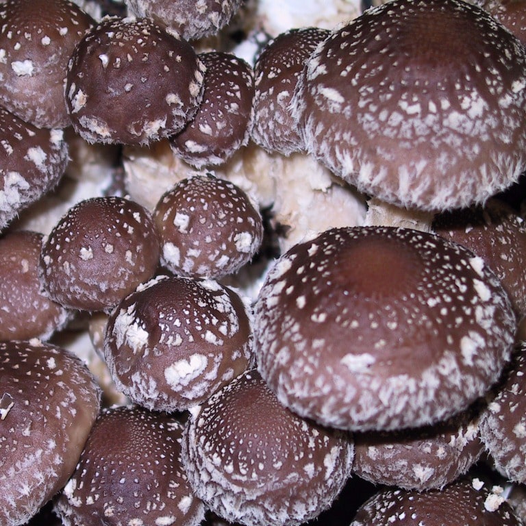 M3714 Lentinula edodes - Spawn - 5L bag