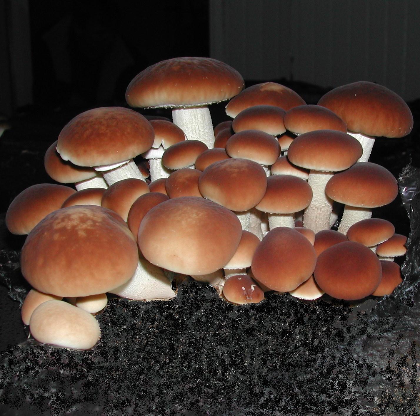 M4101 Cyclocybe aegerita - Wood plugs - 1000 pcs